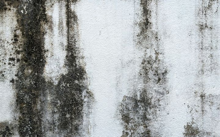 Black mold streaks on a white painted wall